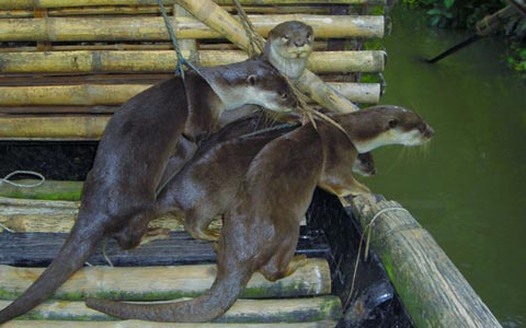 Ở[-]nơi[-]săn[-]bắt[-]cá[-]tôm[-]bằng[-]động[-]vật...[-]rái[-]cá